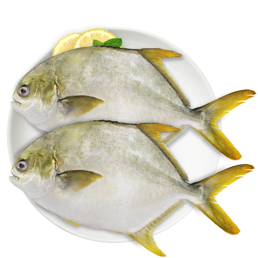 Global Aquatic Products South China Sea Golden Pomfret 550g 1 piece BAP certified marine fish and aquatic products fresh fish hot pot barbecue seafood