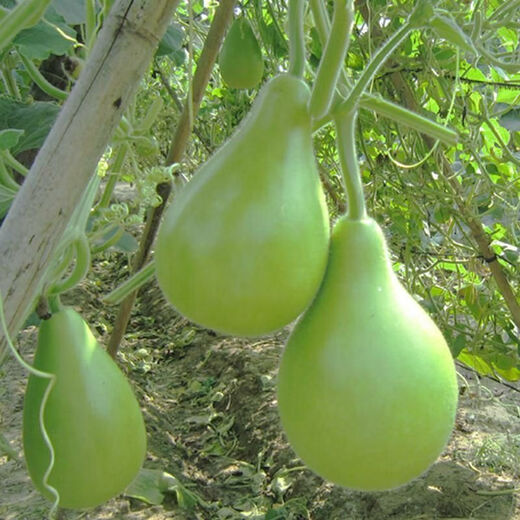 Edible gourd seeds, extra large gourd seeds, gourd seeds that can be used as water gourds, edible gourd seeds, original pack, about 20 capsules, ++ product