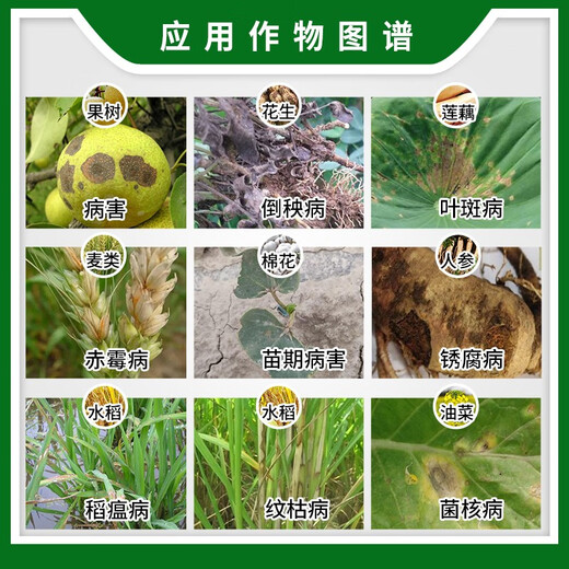 Dafusheng 50% carbendazim sclerotinia scab, sheath blight, leaf spot, rice blast, pesticide fungicide 500g