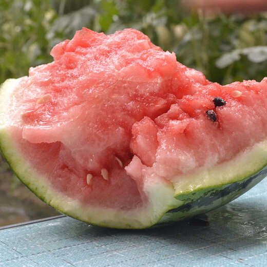Zhongke Maohua melon and fruit seeds Zhongke Bingqilin watermelon seed improved 8424 Jingxin type replaces Meidu watermelon variety with crack resistance Zhongke Bingqilin 3000 capsules/box special for seedlings