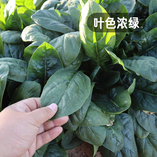 Fengming Yashi cold-resistant round-leaf spinach seeds four-season vegetable seed spinach winter-resistant spinach seeds 1000 capsules