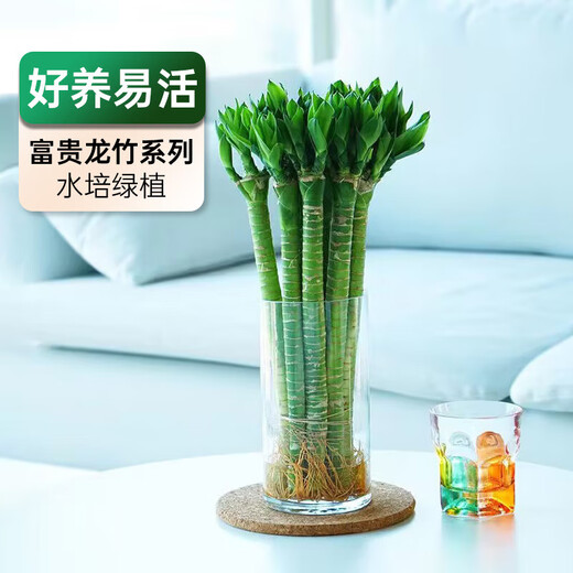 Jingyunmeng Rich Bamboo Dragon Bamboo Water Easy-to-Grow Plant Potted Lucky Bamboo 40 Dragon Bamboo 10 Roots Straight from the Source Without Bottle