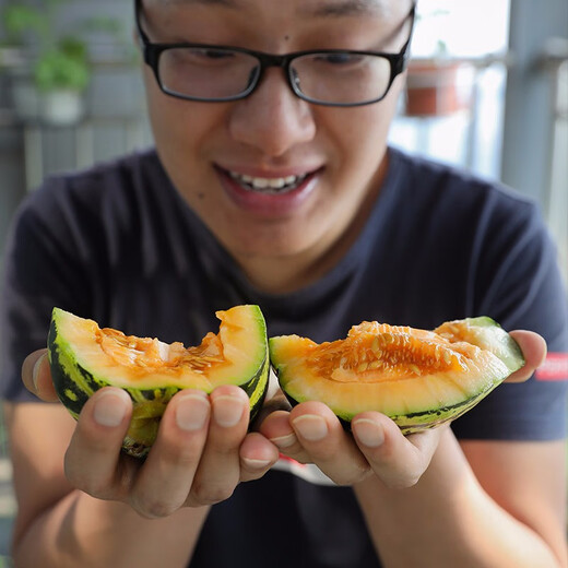 Shouhe Bingtangzi small melon seeds, tall pear-shaped melon seeds, early maturing four-season balcony potted seeds, Bingtang Prince melon seeds 80 seeds + 15 seedlings