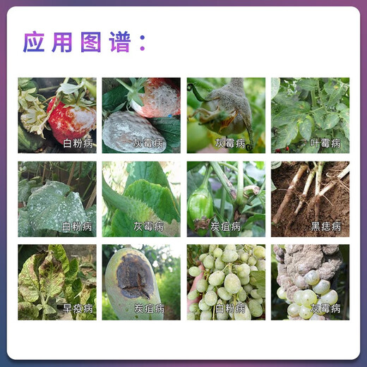 BASF Kinder pyraclostrobin pyraclostrobin fluamide cucumber grape powdery mildew gray mold pesticide fungicide pesticide 8ml