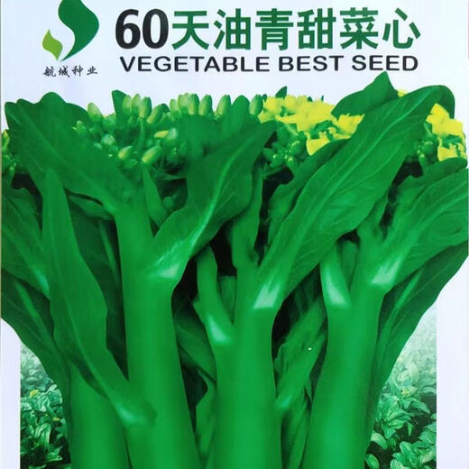 60-day oily green beetroot seeds, early maturing and high temperature resistant, spring and autumn four-season super beet moss seeds, farm vegetable seeds, 60-day oily green beetroot seeds, original factory packaging of 3 packs