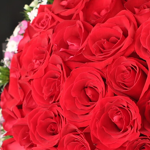 Romantic season flower express delivery in the same city. Red rose bouquet to express love to girlfriend, birthday gift, wedding anniversary, national flower shop. 11 red rose bouquets - birthday style. Delivered today - flower delivery time can be made by appointment.
