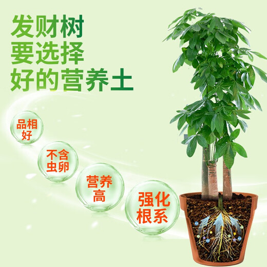 Devoduo money tree special plant nutrient soil 2.6kg gardening green plant potted flower soil planting organic matrix soil