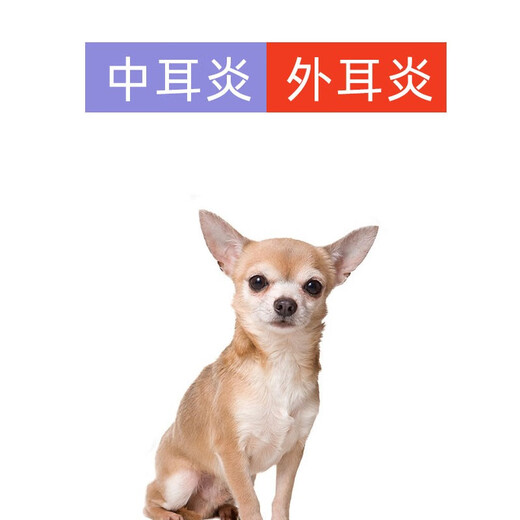 MOFEI Ear Drops Florfenicol Universal Ear Cleaning for Dogs and Cats Pet Cats Ear Liquid Ear Bleaching to Remove Ear Mites Ear Cleaning Liquid Florfenicol Highly Recommended Ear Drops + Cleaning Solution for Dogs and Cats