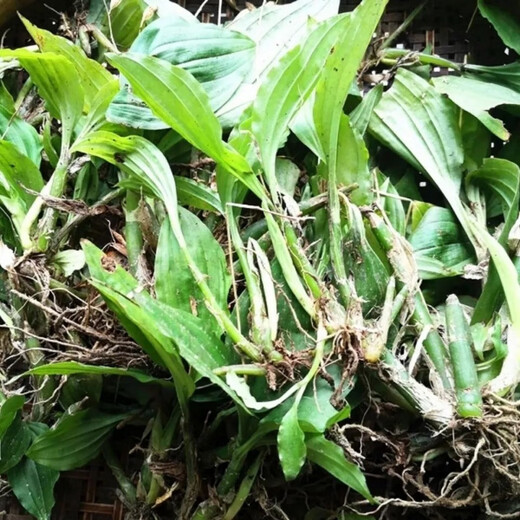 Fresh Jianxue herbal Chinese herbal medicine Jianxueqing Chinese herbal medicine Lamb's ear garlic good site wholesale seedlings potted plants fresh half Jin Jin equal to 0.5 kg simple packaging