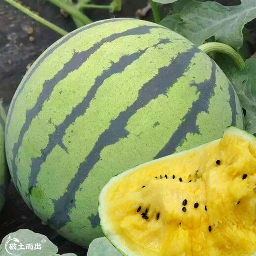 Dayu Yellow Heart Watermelon Seeds, Early Maturity, Yellow Skin, Red Flesh, Yellow Flesh, Special Xiaofeng Watermelon Seeds, Southern Fruit, Yellow Flesh, Small Orchid Watermelon Seeds, 10 capsules, 3 packs