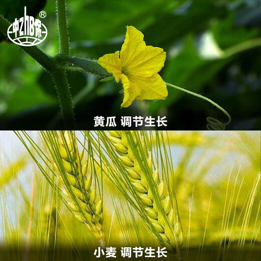 Zhongbao (ZhB) 24 epibrassinolide lipid rice citrus wheat cucumber growth promoting root plant growth regulator pesticide 10ml*6 bags