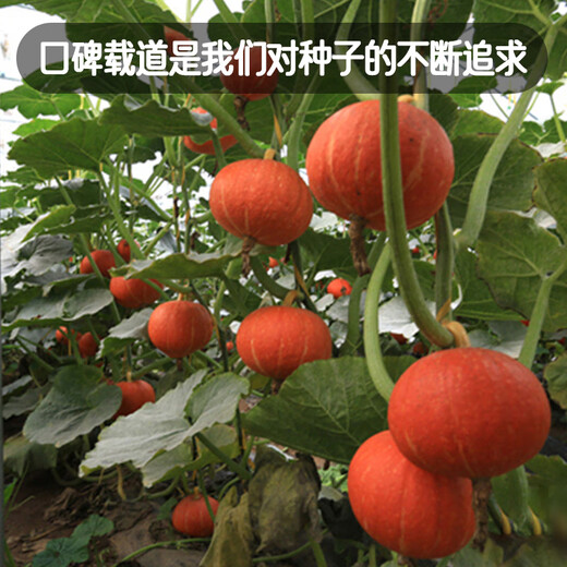 Fengming Yashi Sweet Powder Waxy Red Chestnut Pumpkin Seeds Red Sun Beibei Pumpkin Seeds Red Honey Pumpkin Seeds 20 capsules