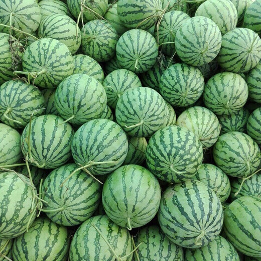 Zhongke Maohua melon and fruit seeds Zhongke Bingqilin watermelon seed improved 8424 Jingxin type replaces Meidu watermelon variety with crack resistance Zhongke Bingqilin 3000 capsules/box special for seedlings