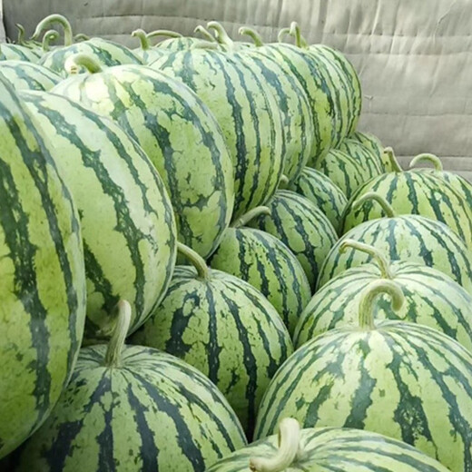 Zhongke Maohua Vegetable and Fruit Seeds Zhongke Honey Kirin Watermelon Seeds Hainan Kirin 8424 Super Sweet Jingxin Type Zhejiang Kirin Melon Center Sugar 12.7 Zhongke Honey Kirin 100g/bag 1 mu pack