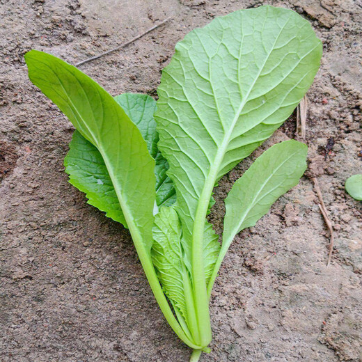 Beishu Chinese cabbage seed seedlings, winter and spring cold-resistant balcony fast-growing green vegetable seeds, four-season Chinese cabbage seeds 2000 capsules