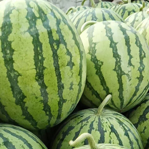 Zhongke Maohua Vegetable and Fruit Seeds Zhongke Honey Kirin Watermelon Seeds Hainan Kirin 8424 Super Sweet Jingxin Type Zhejiang Kirin Melon Center Sugar 12.7 Zhongke Honey Kirin 100g/bag 1 mu pack