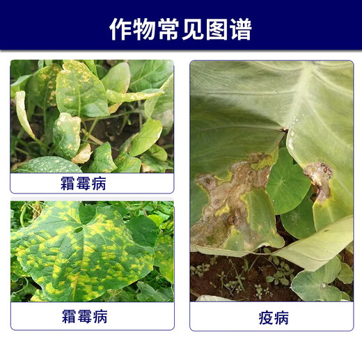 Syngenta Wings Select 80% Dimethomorph Lin, Fruit Tree and Vegetable Morning and Late Epidemic Pythium Downy Mildew Pesticide Fungicide 100g*3 Bags