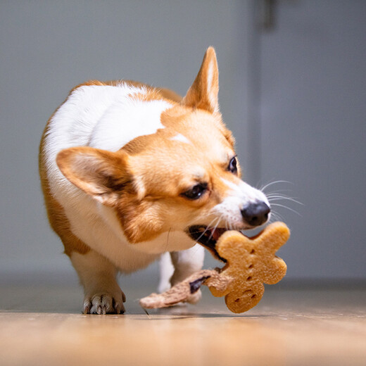 GiGwi is a dog toy teeth cleaning film rubber toy that is resistant to chewing and molars, small dog pet interactive toy big biscuit man teeth cleaning film