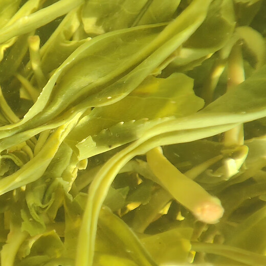 Gannan Guizhou Zunyi Fenggang Zinc and Selenium Tea 2024 New Tea Spring Tea Green Tea Afternoon Tea Gift Bulk 250g Kraft Paper Bag Buy 3 copies for a better deal