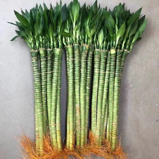 Jingyunmeng Rich Bamboo Dragon Bamboo Water Easy-to-Grow Plant Potted Lucky Bamboo 40 Dragon Bamboo 10 Roots Straight from the Source Without Bottle