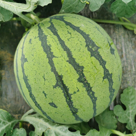 Beishu rock sugar unicorn watermelon seeds seedlings super sweet and crisp four-season fruit seeds rock sugar unicorn watermelon seeds about 50 pieces