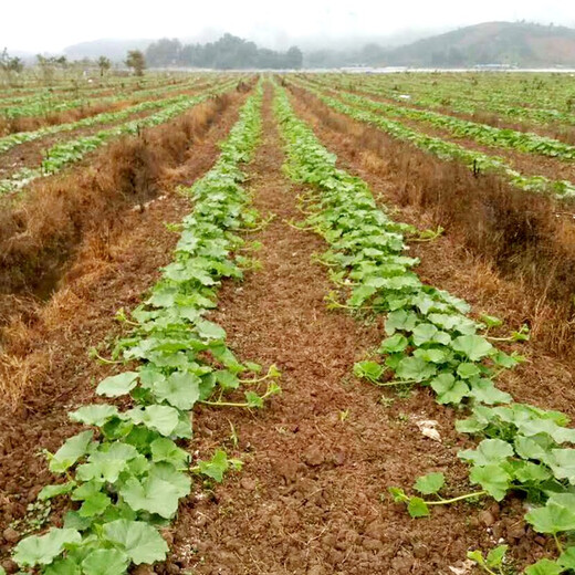 Zhongke Maohua Vegetable Seeds Luohan Zaomi Ben Pumpkin Seeds Super Sweet Noodles Ribbed Pumpkin Seeds Grown in the South Luohan Zaomi Ben 5g/bag