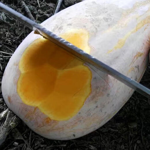 Zhongke Maohua Vegetable Seeds Luohan Zaomi Ben Pumpkin Seeds Super Sweet Noodles Ribbed Pumpkin Seeds Grown in the South Luohan Zaomi Ben 5g/bag