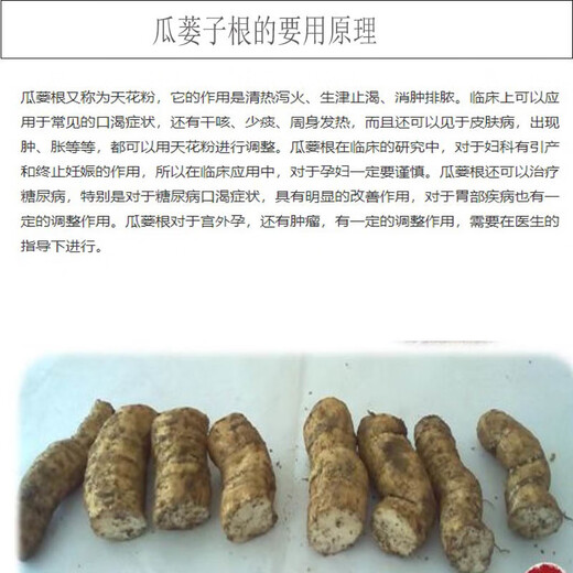 Kludong 24 Tianzhu Mountain new seedlings Trichosanthes melon seedlings No. 9 seedlings No. 20 melon seedlings root seedlings Chinese medicinal materials hanging melon seed seedlings Gualou seedlings No. 20 live seedlings 5