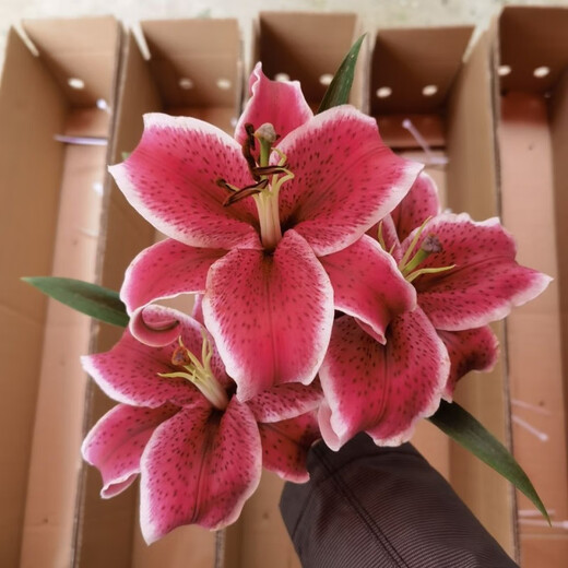 Yunnan Kunming base direct hair festival water-raised flowers bouquet perfume lily life flowers and flowers 10 red lilies (collection of preservatives)