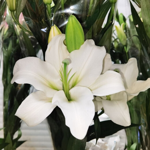 Yunnan Kunming base direct hair festival water-raised flowers bouquet perfume lily life flowers and flowers 10 red lilies (collection of preservatives)