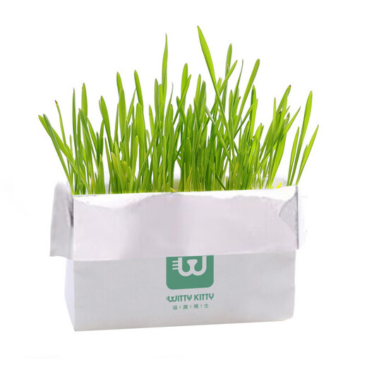 Greedy Horse Cat Grass Seeds Cat Mint Hair Removal Balls Cat Snacks Teeth Cleansing Cat Grass Hydroponic Seeds Cat Grass DIY Nutritional Soil Bags*3