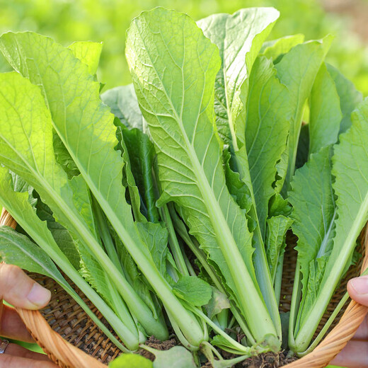 Beishu Chinese cabbage seed seedlings, winter and spring cold-resistant balcony fast-growing green vegetable seeds, four-season Chinese cabbage seeds 2000 capsules