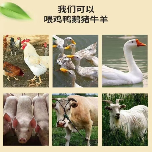 Fine rice bran farm rice bran fresh chicken duck goose feed rice bran natural rice husk fine rice bran feed rice bran 20Jin Jin is equal to 0.5 kg