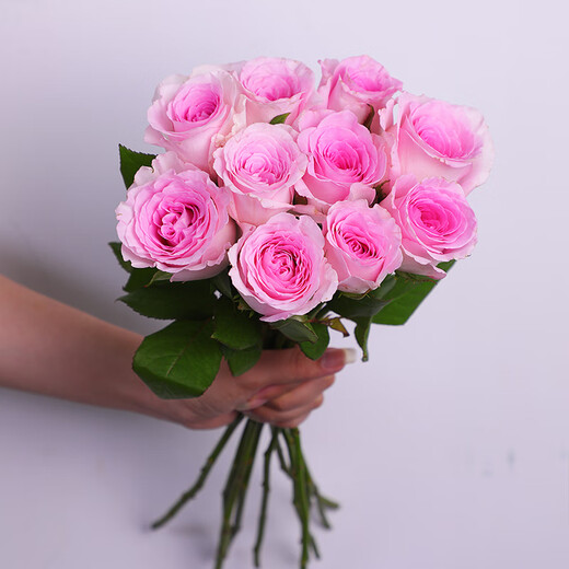 Full of fairy spirit, 10 Roselle roses