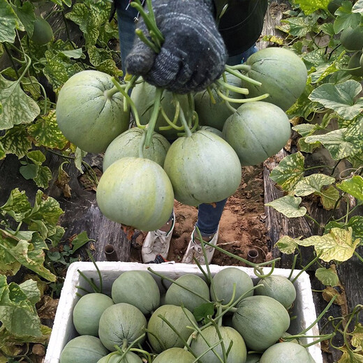 Shouhe Emerald Sweet Melon Seeds Thin Skin Green Skin Green Flesh Four Seasons Potted Shouguang Seeds Emerald Melon Seeds 50g