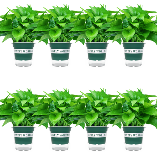 Green Intentional Pothos Potted Plants Formaldehyde Removal Indoor Flower Plants Pothos Wholesale Office New House Decoration Purifies the Air 180 White Roman Column Pothos 4 Pots + 1 Pot + 10 Fertilizer Delivered with Pots and Soil