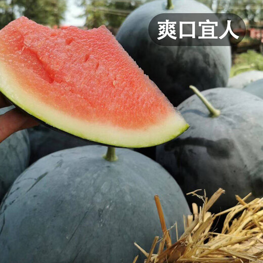 Fengming Yashi black seedless watermelon seeds thin skin large super sweet southern seedless black watermelon seeds 100 capsules