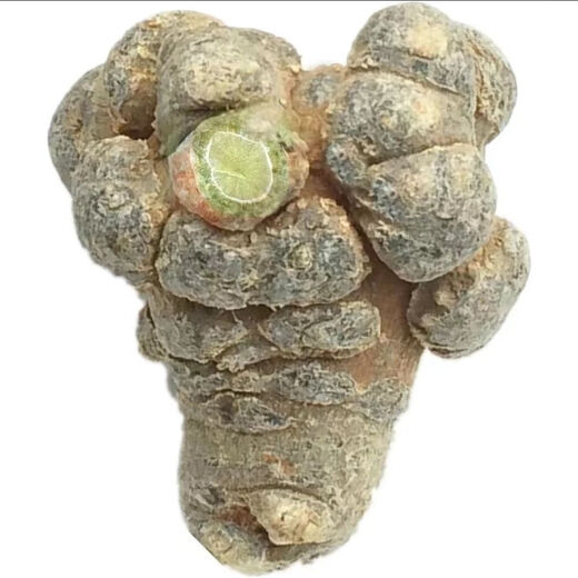 Pupan [Ventes à chaud] Yunnan Wenshan Panax Notoginseng Powder tian Qi Powder Authentic mélange panax notoginseng Superfine Powder Wenshan Expédition (tranche gratuite de Panax Notoginseng) 10 têtes sélectionnées Panax Notoginseng de haute qualité 500G 500G