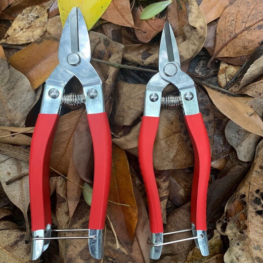 Mo Shenggu stainless steel garden pruning shears, fruit picking shears, grape and orange picking tools, garden fruit tree scissors, spring shears, large fruit shears