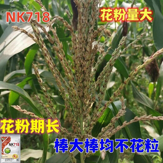 穗益满NK718双棒国审玉米种子大全非转基因矮杆大棒苞米种大紫杆苞谷 NK718 升级抗锈版 【2斤装】种植6分地