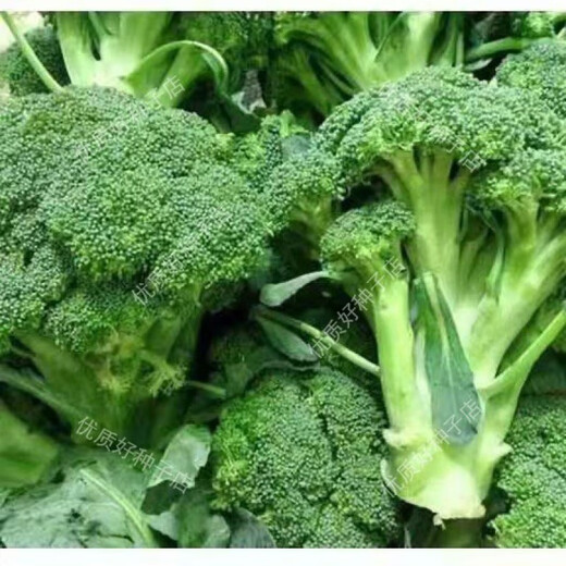 Broccoli seeds broccoli seeds loose cauliflower seeds cauliflower green cauliflower seeds four seasons vegetables original broccoli seeds 3 bags (about 900 pieces