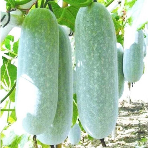One melon per section, winter melon seeds, hairy section melon, small winter melon, stable yield for all seasons in spring, potted vegetable seeds, 50 pieces, pink-skinned winter melon