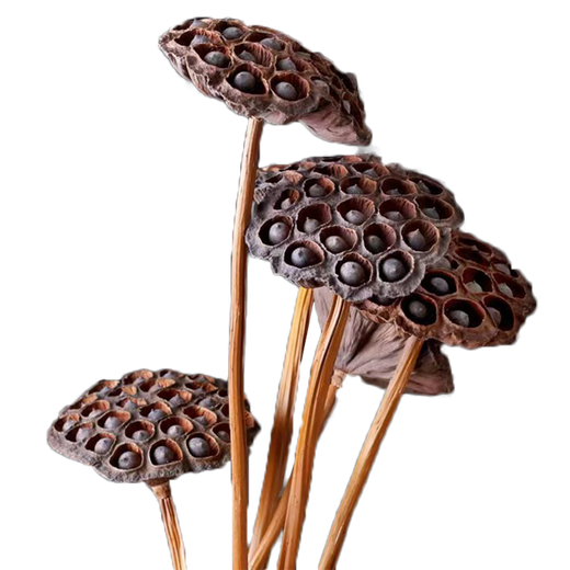 Youyi Dried Flower Extra Large Full Seed Metal Flower Rod Dried Lotus Lotus Dried Flower Decoration Living Room Floor 75cm Real Rod Seed Lotus 3 Price