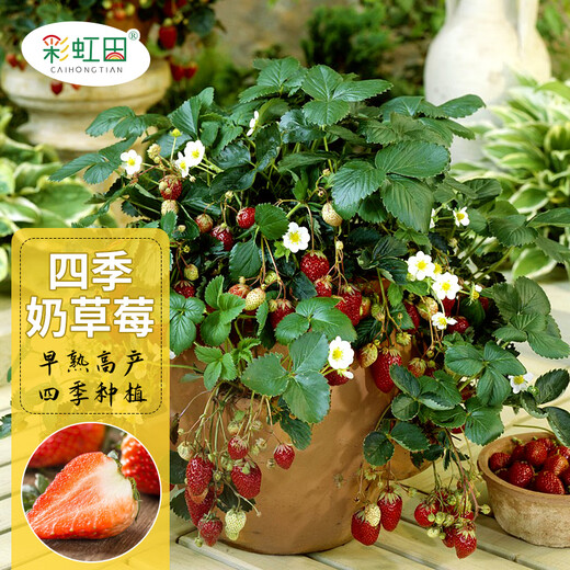 Strawberry seed cream strawberry seedlings for planting indoor and outdoor balcony vegetables and fruits potted flower seeds Dandong Spring Four Seasons Rainbow Field Four Seasons Milk Strawberry Seeds 150 capsules