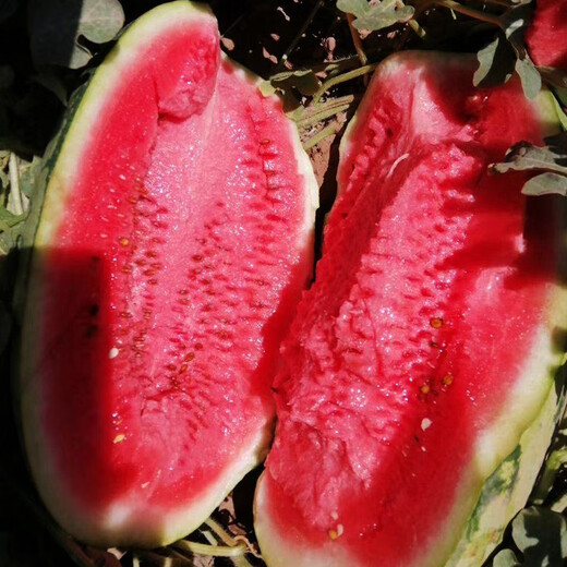 Beishu 8424 Watermelon Seeds Early-maturing Special Melon Fruit Lazy God No. 1 Lazy Man Watermelon Seeds 100g/barrel