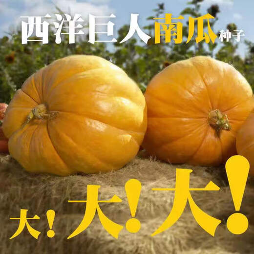 Shouguang eighth generation American giant pumpkin seeds extra large extra large special ornamental space vegetable larvae large pumpkin seeds 20 original
