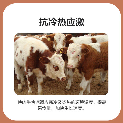 East China Zhengda 4% beef cattle and sheep premixed calf and lamb fattening cattle and sheep material to fatten and gain weight, pull the skeleton without loose stools, and get 1 free for 10 special materials for sheep (11 bags are issued)