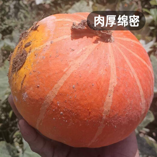 Fengming Yashi Sweet Powder Waxy Red Chestnut Pumpkin Seeds Red Sun Beibei Pumpkin Seeds Red Honey Pumpkin Seeds 20 capsules