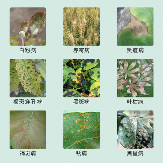 Guoguang Kangpu 30% tebuconazole tebuconazole tebuconazole flower lawn white powder black spot brown spot disease pesticide fungicide 100g