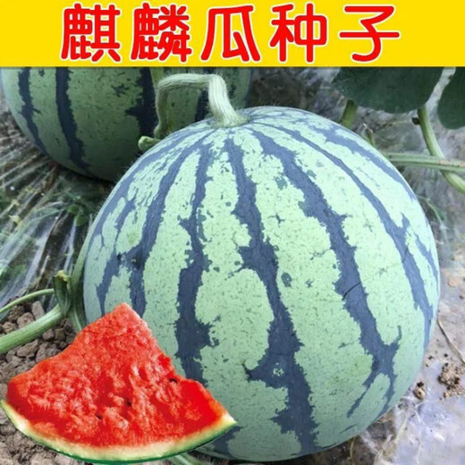 8424 Kirin Watermelon Seeds Thin-skinned Sowing Heat-resistant Southern New Variety Extra Large Super Melon 8424 Kirin Watermelon Seeds Premium Original Factory Pack of 5 Packs (About 150 Pieces) + Songpin